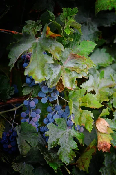一串蓝色的葡萄 新鲜的夏日水果 甜水果甜点 葡萄藤在黑暗的背景下 — 图库照片