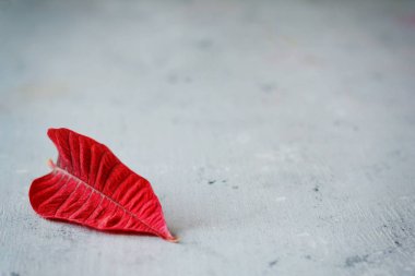 Kalp şeklinde gri arka plan üzerinde bırakır. Sevgililer günü, kopya alanı, aşk.