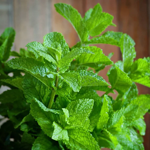 Mint. Bunch of Fresh green organic mint leaf on wooden table closeup. Selective focus. Green mint plant grow in a pot on wooden background. Top view with copy space