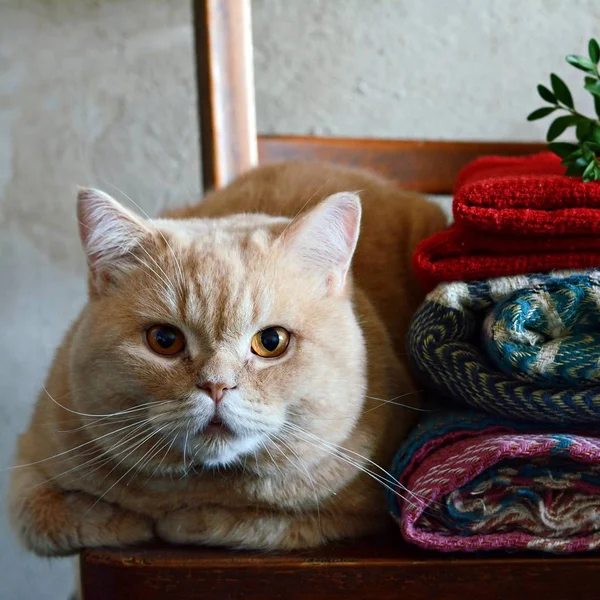 Ginger cat in a cozy warm interior. Autumn-winter period. Autumnal cozy mood concept. Home, warmth and comfort, autumn cold. Home interior, warm clothes, sweater, plaid.