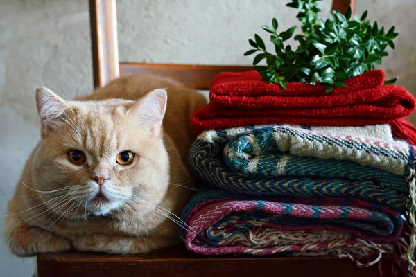 Ginger cat in a cozy warm interior. Autumn-winter period. Autumnal cozy mood concept. Home, warmth and comfort, autumn cold. Home interior, warm clothes, sweater, plaid.