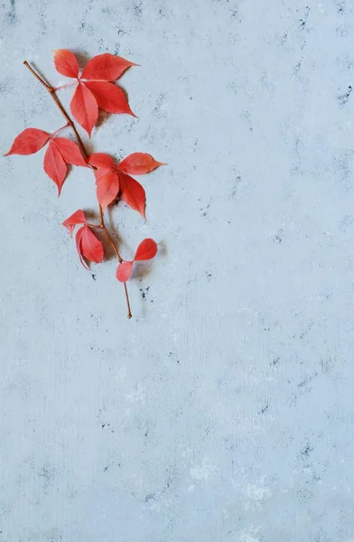 Rote Herbstblätter Auf Blauem Hintergrund Ort Für Text Kopierraum Herbst — Stockfoto