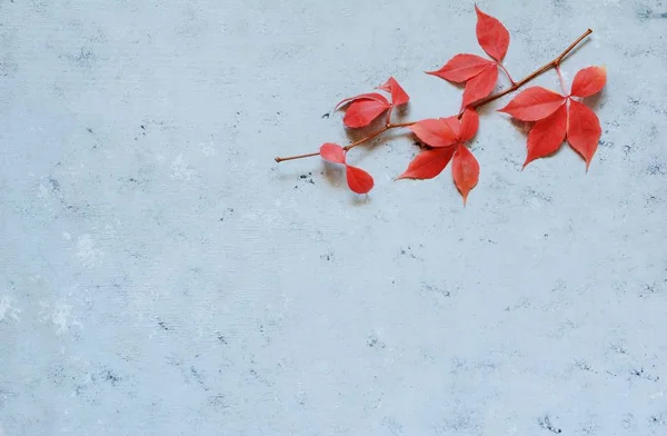 红色秋叶在蓝色背景 文本的地方 复制空间 感恩节 万圣节 季节性自然标志 — 图库照片