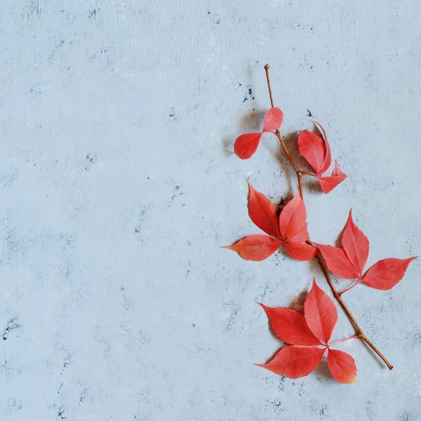 红色秋叶在蓝色背景 文本的地方 复制空间 感恩节 万圣节 季节性自然标志 — 图库照片