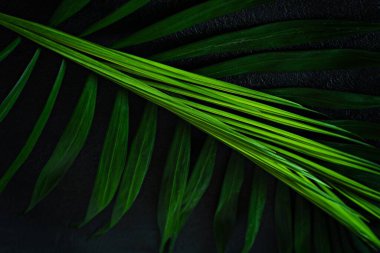 Koyu bir arka planda yeşil tropik palmiye yaprakları. Tropikal orman doğal, yeşil desen.