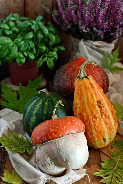 Podzimní Zelenina Sklizeň Dýní Skladba Oslavu Halloweenu — Stock fotografie