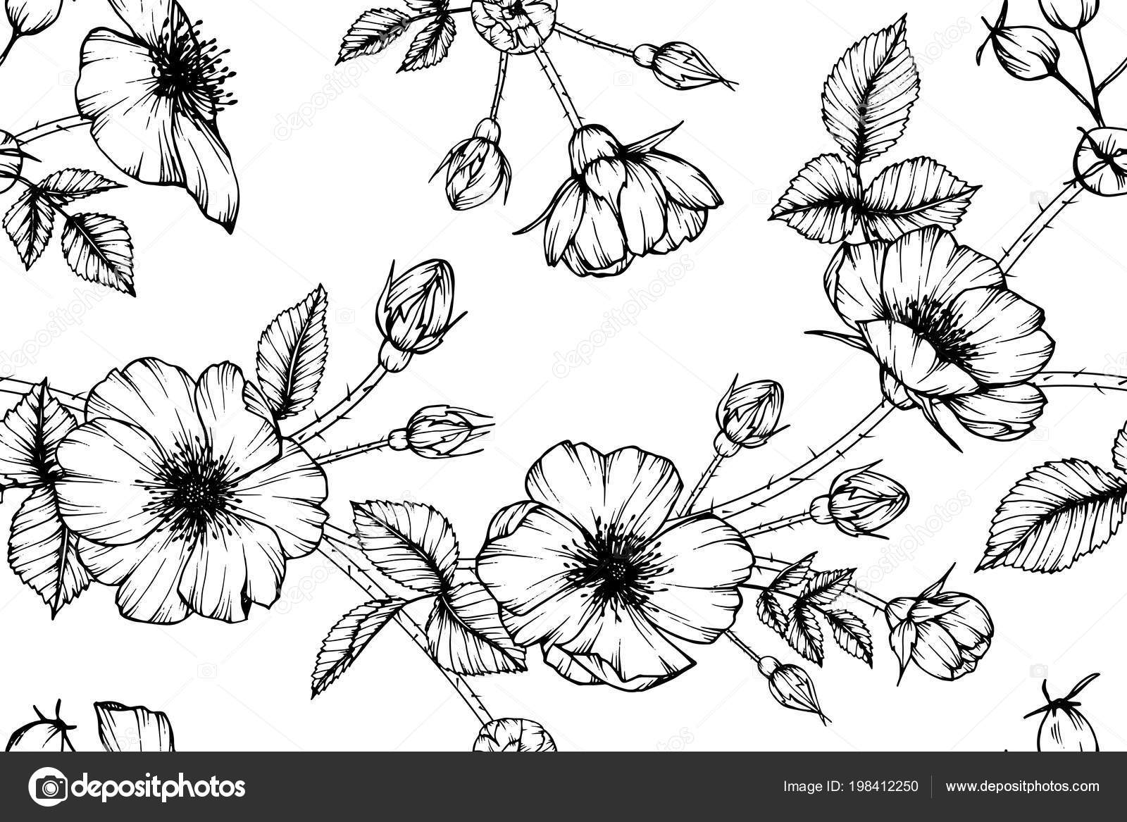 Seamless Dog Rose Flower Pattern Background Black White Drawing Line