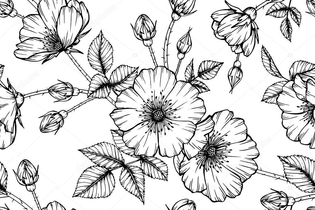 Seamless Rosa canina flower pattern background. Black and white with drawing line art illustration.