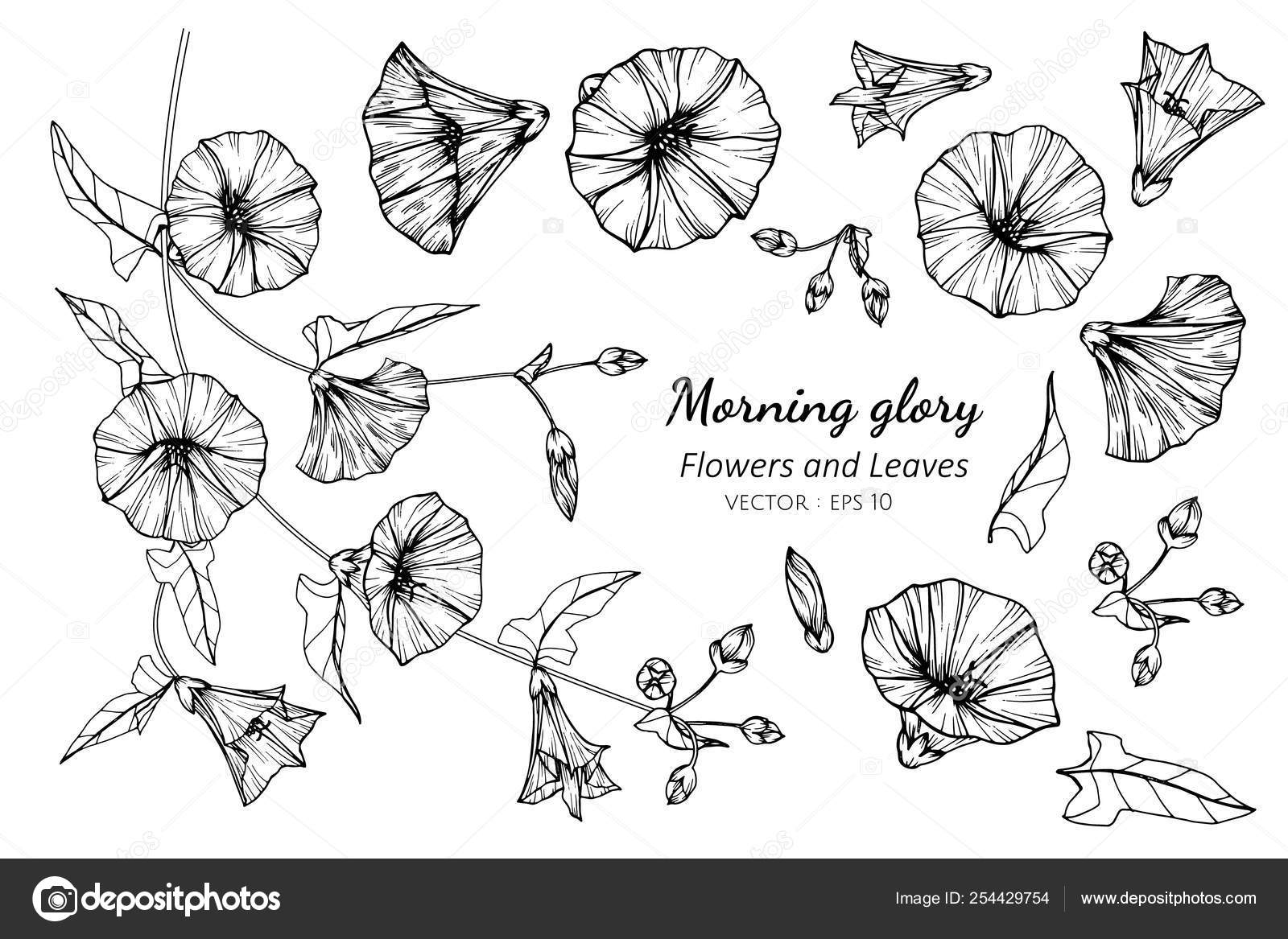 Morning Glory Flower Stock Vectors Royalty Free Morning Glory Flower Illustrations Page 4 Depositphotos