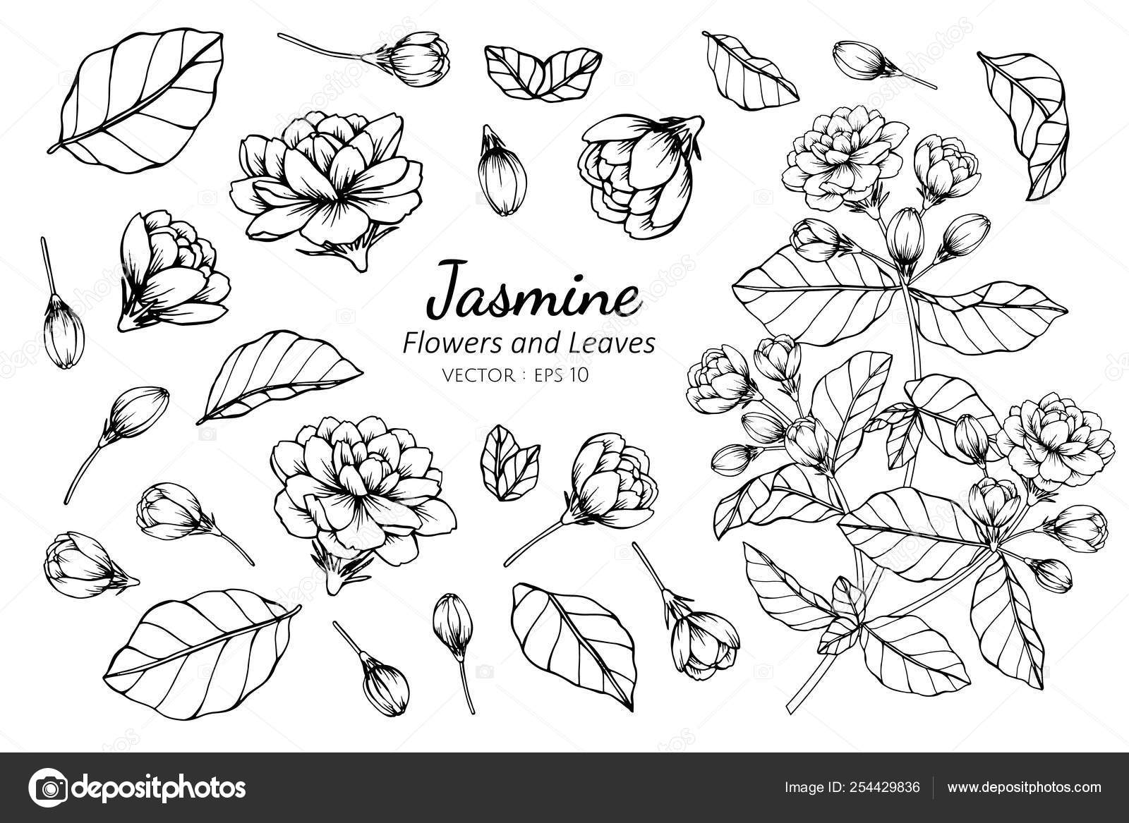 Jasmine Flower Sketch Black Fabric | Spoonflower