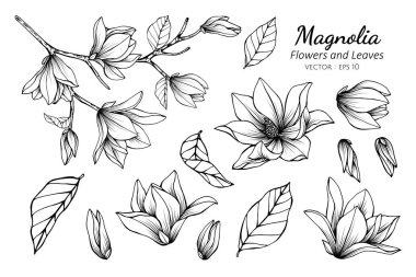 Manolya çiçeği ve yapraklarından oluşan koleksiyon çizimi