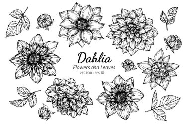 Dahlia çiçek koleksiyonu seti ve resim çizim yaprakları.