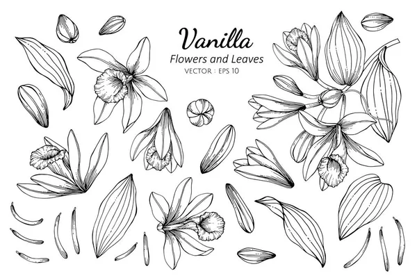 Vanilya çiçeği ve yapraklardan oluşan koleksiyon çizimi — Stok Vektör