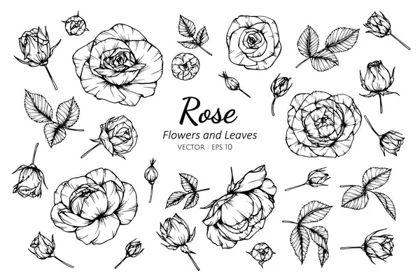 Insieme di raccolta di fiori di rosa e foglie disegno illustrazione . — Vettoriale Stock