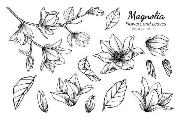 Collection set of magnolia flower and leaves drawing illustratio — Stock Vector