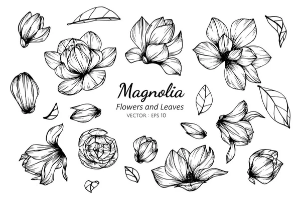 Insieme di raccolta di magnolia fiore e foglie disegno illustratio — Vettoriale Stock