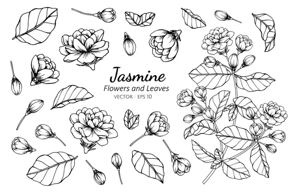 Coleção conjunto de jasmim flor e folhas desenho ilustração —  Vetores de Stock