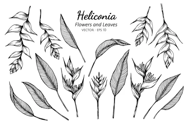 Insieme di raccolta di heliconia fiore e foglie disegno . — Vettoriale Stock