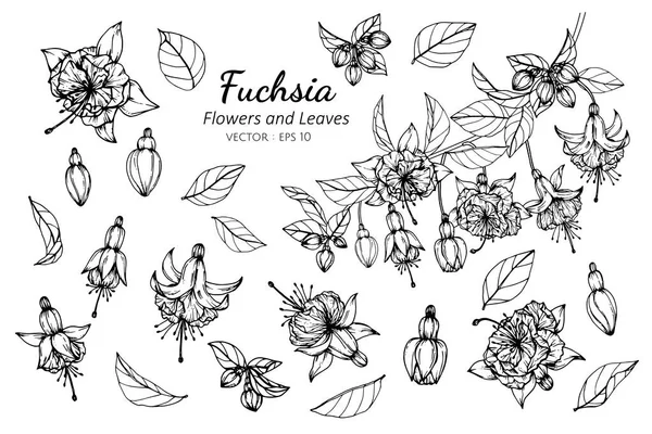 Insieme di raccolta di fucsia fiore e foglie disegno illustrazione — Vettoriale Stock