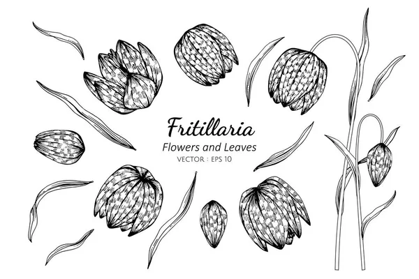 Insieme di raccolta di fiori e foglie fritillaria disegno . — Vettoriale Stock