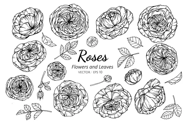 Insieme di raccolta di fiori di rosa e foglie disegno illustrazione . — Vettoriale Stock