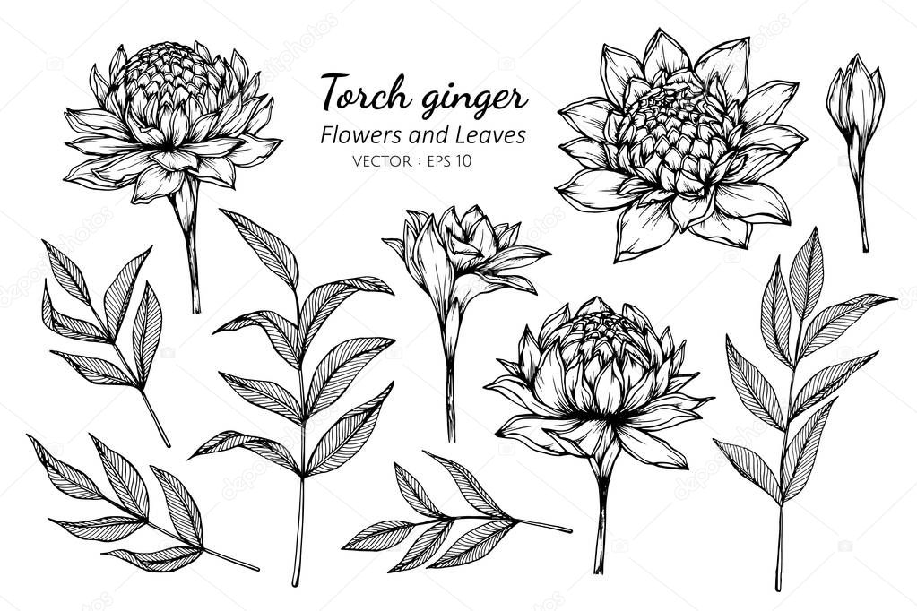 Collection set of torch ginger flower and leaves drawing illustr