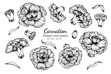 Collection set of carnation flower and leaves drawing. clipart