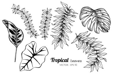 Tropik yaprak çizim illüstrasyon toplama seti.