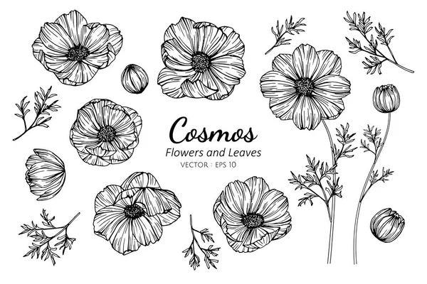 Insieme di raccolta di cosmo fiore e foglie disegno illustrazione . — Vettoriale Stock