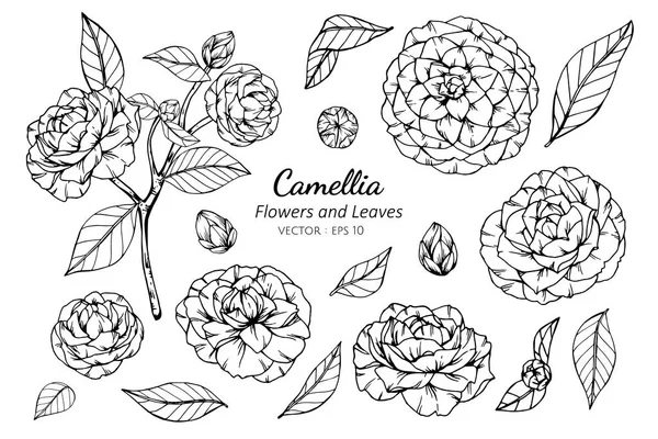 Collectie set van Camellia bloem en bladeren tekening. — Stockvector