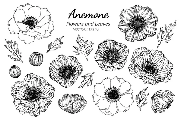 Insieme di raccolta di anemone fiore e foglie disegno illustrazione — Vettoriale Stock