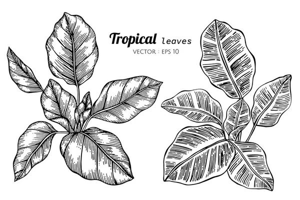 Colección conjunto de hojas tropicales dibujo ilustración . — Archivo Imágenes Vectoriales