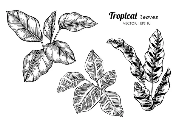 Collectie set van tropische verlaat tekening illustratie. — Stockvector