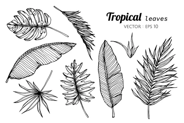 Collection set of Tropical leaves drawing illustration. — Stock Vector