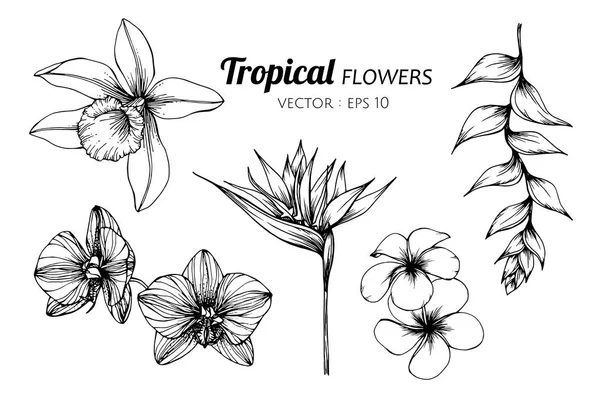 Collectie set van tropische bloem tekening illustratie. — Stockvector