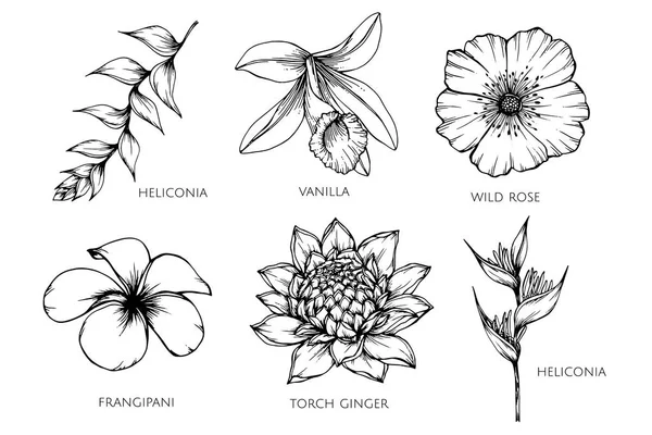 Ensemble de collection de dessin de fleur illustration . — Image vectorielle