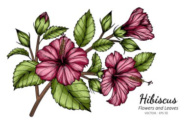 Pembe Hibiscus çiçeği ve yaprak çizimi beyaz arka planda çizgi sanatı ile.