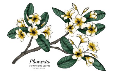 Plumeria çiçeği ve yaprak çizimi beyaz arka planda çizgi sanatı ile.