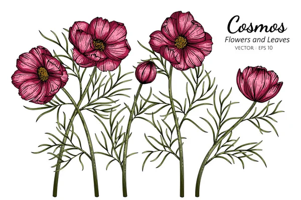 Röd Cosmos Blomma Och Blad Teckning Illustration Med Linje Konst — Stock vektor