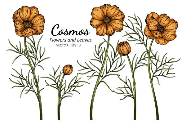 Orange Cosmos Blomma Och Blad Teckning Illustration Med Linje Konst — Stock vektor