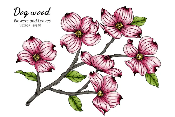 Rosa Hartriegel Blume Und Blatt Zeichnung Illustration Mit Linienkunst Auf — Stockvektor