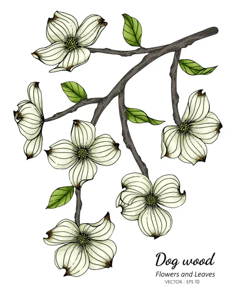 Weiße Hartriegelblume Und Blatt Zeichnung Illustration Mit Linienkunst Auf Weißem — Stockvektor