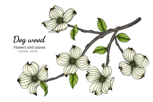 Weiße Hartriegelblume Und Blatt Zeichnung Illustration Mit Linienkunst Auf Weißem — Stockvektor