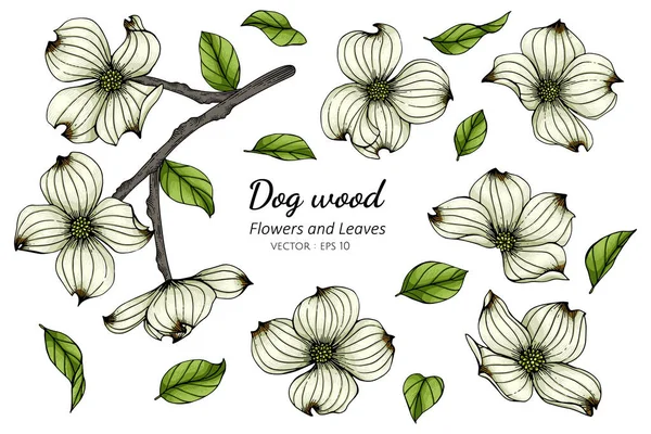 Set Von Weißem Hartriegel Blume Und Blatt Zeichnung Illustration Mit — Stockvektor