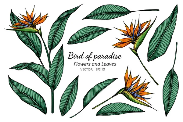 Conjunto Pájaro Del Paraíso Flor Hoja Dibujo Ilustración Con Arte — Vector de stock