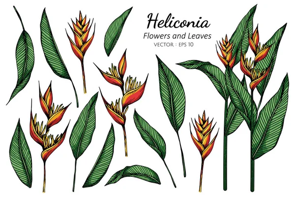 Set Heliconia Flower Leaf Drawing Illustration Line Art White Backgrounds — Stock Vector