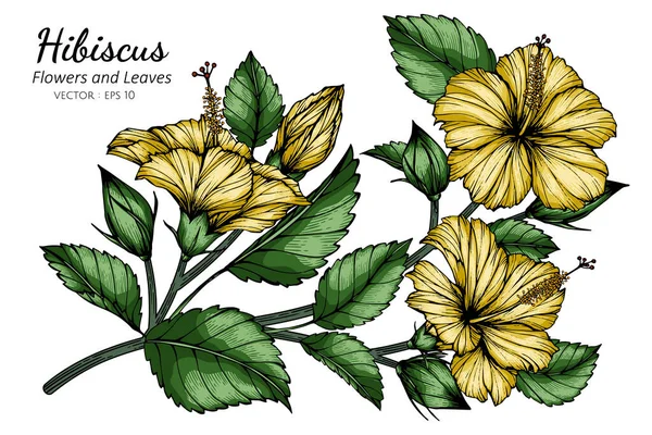 Flor Amarilla Hibisco Dibujo Hojas Ilustración Con Arte Línea Sobre — Vector de stock
