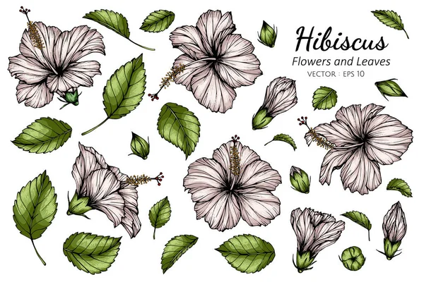 Set White Hibiscus Flower Leaf Drawing Illustration Line Art White — Stock Vector