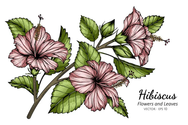 Rosa Hibiscus Fiore Foglia Disegno Illustrazione Con Linea Arte Sfondi — Vettoriale Stock