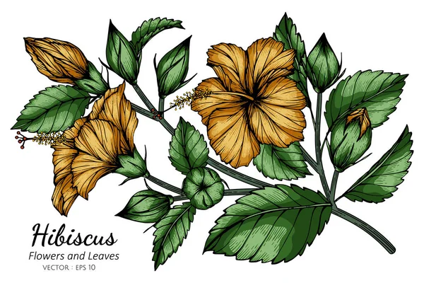 Arancione Hibiscus Fiore Foglia Disegno Illustrazione Con Linea Arte Sfondi — Vettoriale Stock